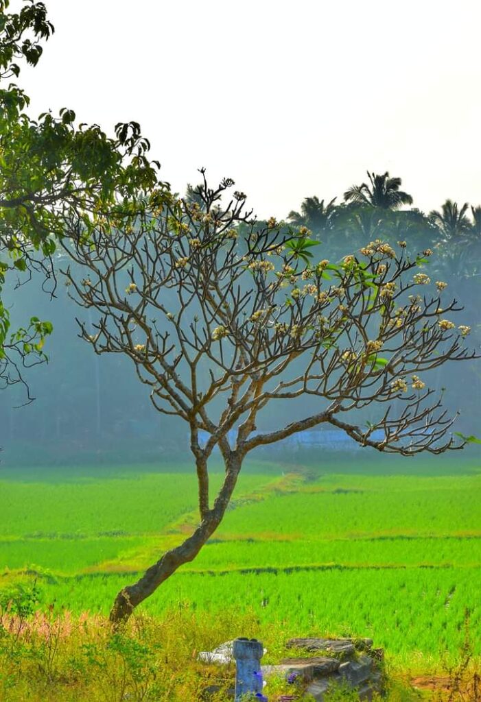 How To Reach Palakkad പാലക്കാട് യാത്ര എങ്ങനെ പ്ലാൻ ചെയ്യാം...